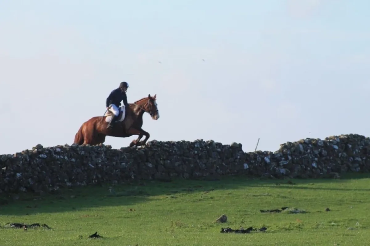 8 year old Chestnut Mare For Sale - Image 3