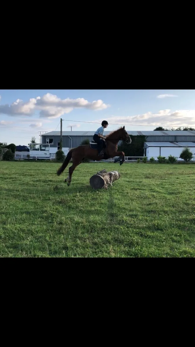 8 year old Chestnut Mare For Sale - Image 4