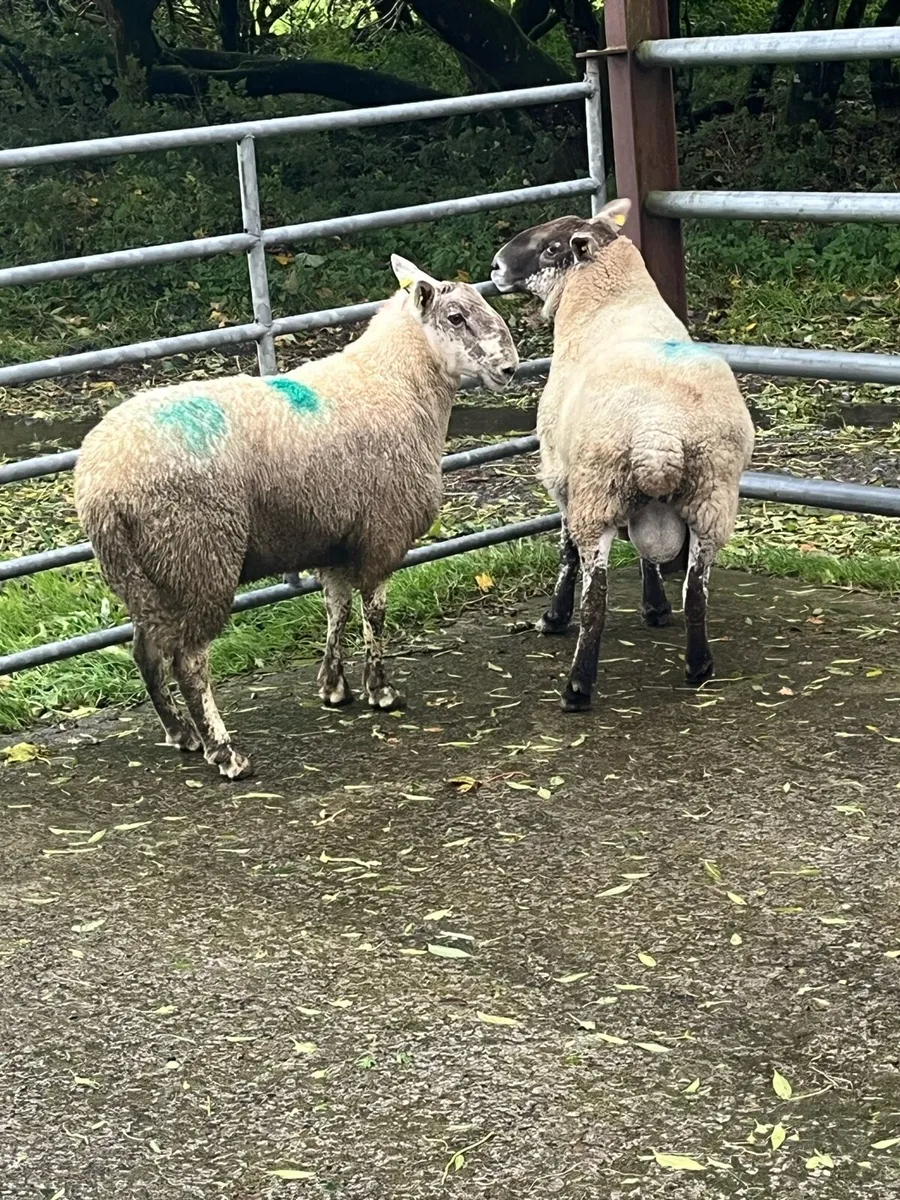 💰2 serious brockie rams 💰 - Image 1