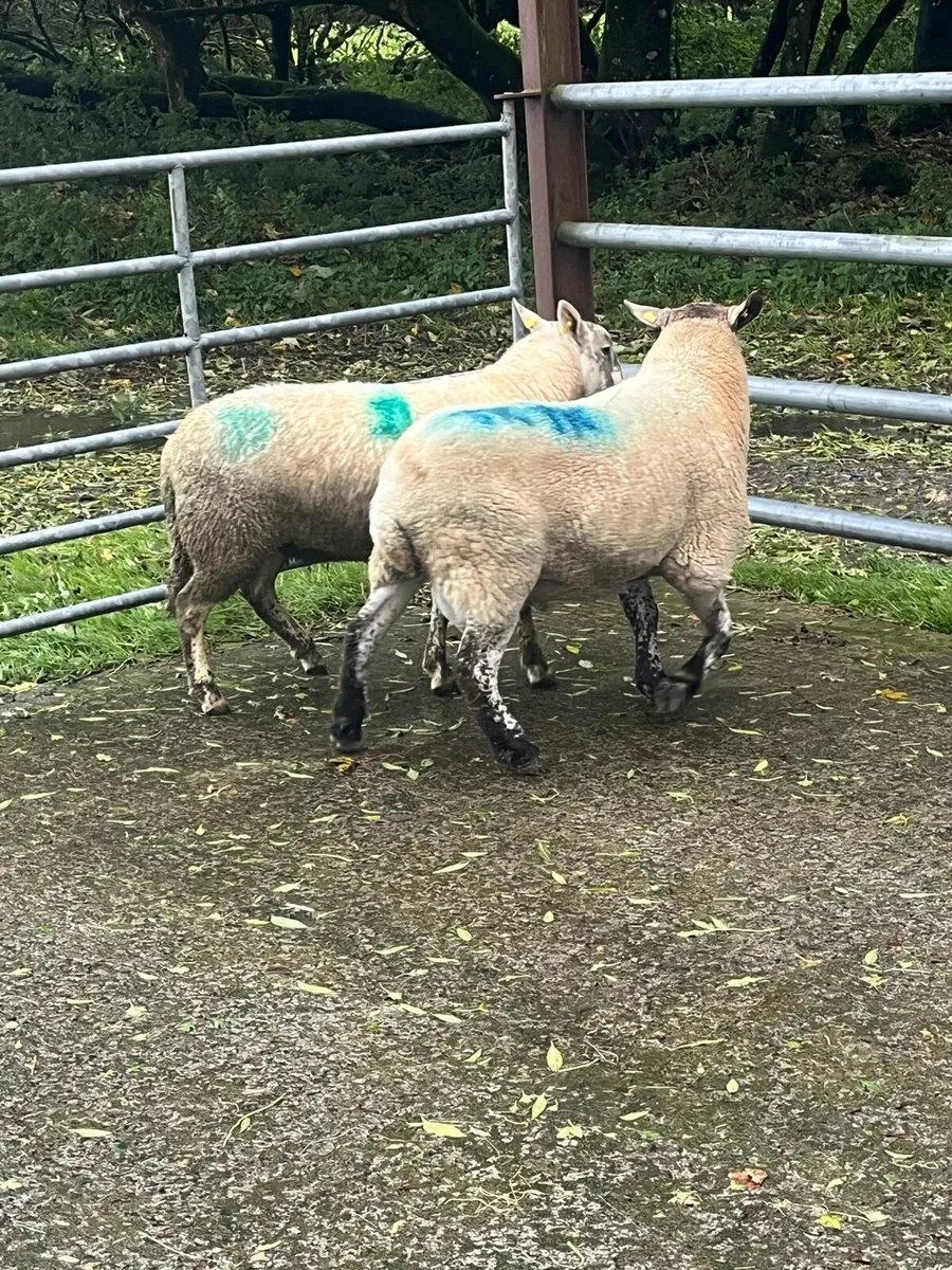 💰2 serious brockie rams 💰 - Image 2
