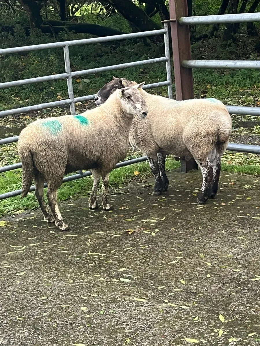 💰2 serious brockie rams 💰 - Image 3