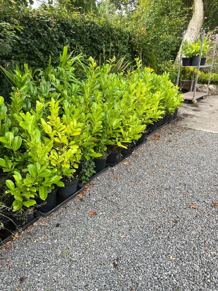 Laurel Hedging - Image 1