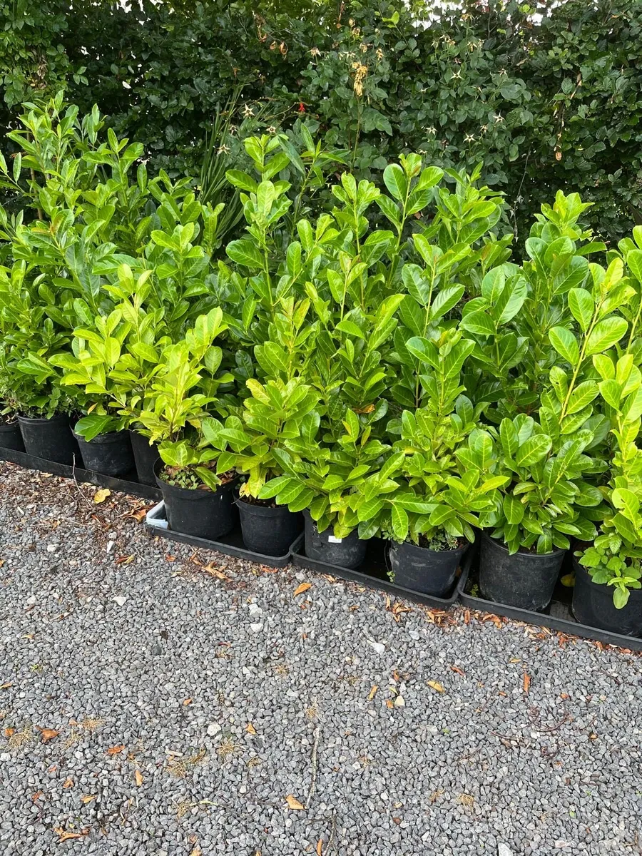 Laurel Hedging - Image 3