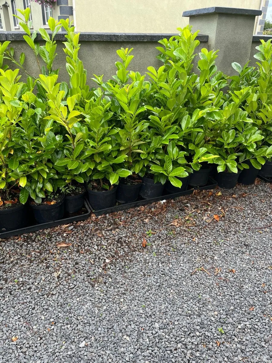 Laurel Hedging - Image 4