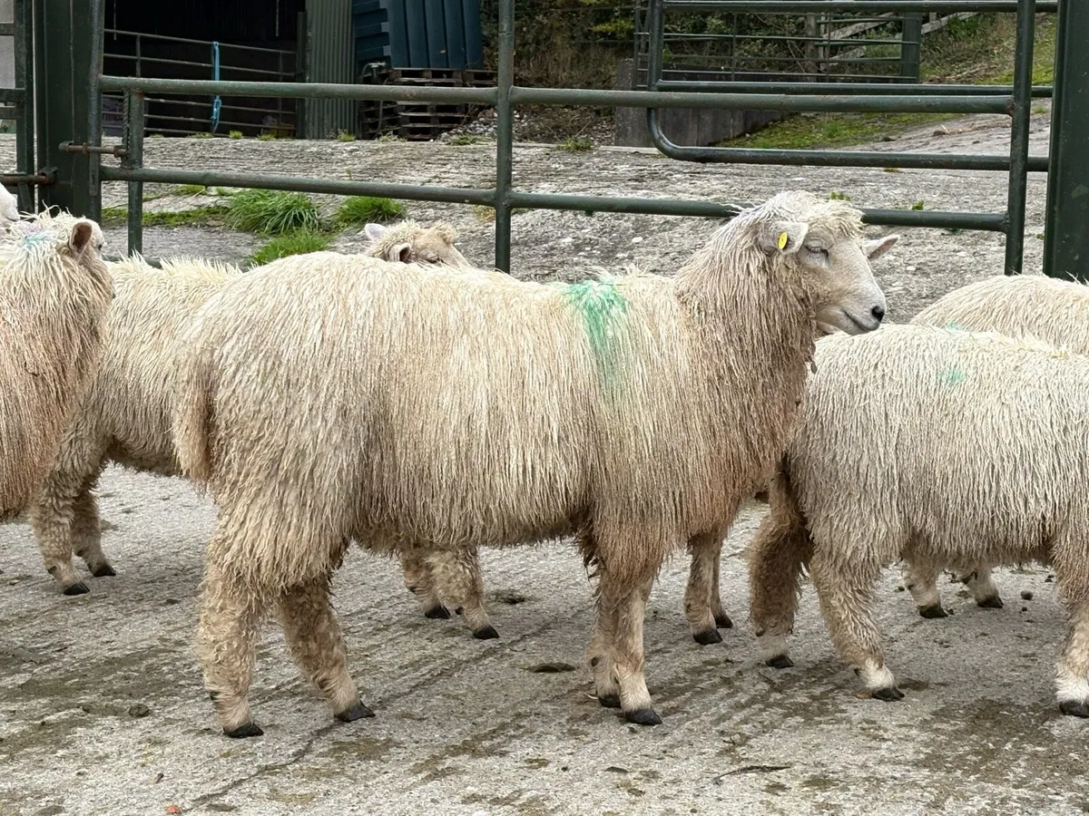 Pedigree Romney Ewe Lambs for Sale - Image 1
