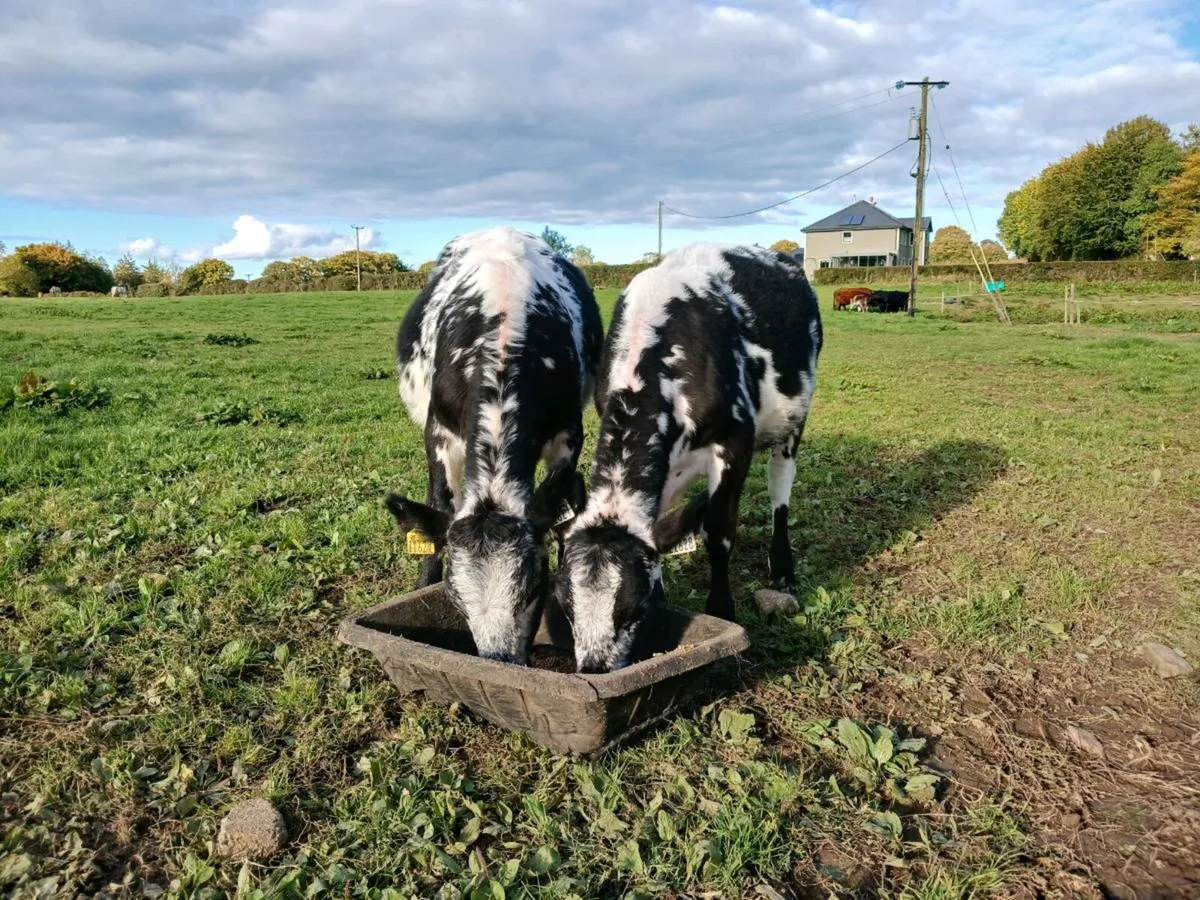 Speckled Park heifers - Image 1