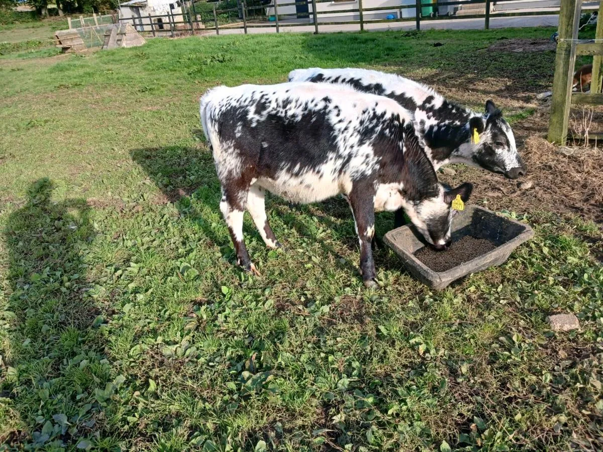 Speckled Park heifers - Image 2