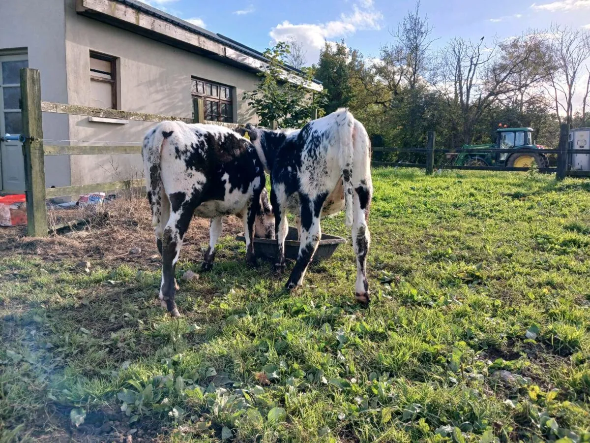 Speckled Park heifers - Image 3
