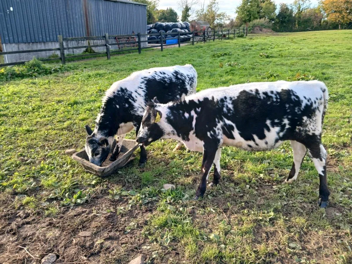 Speckled Park heifers - Image 4
