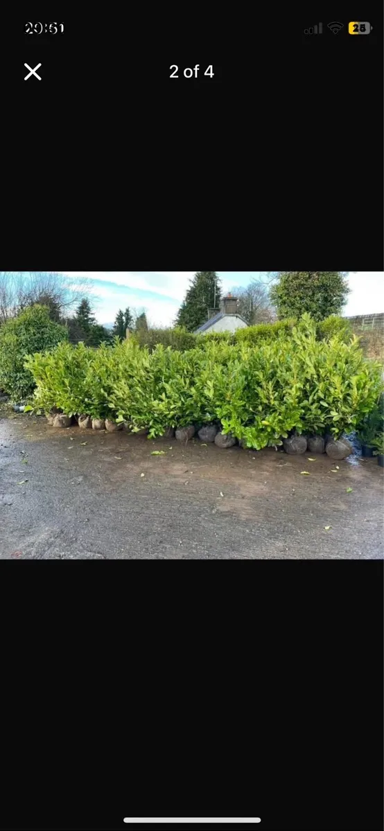 4-5ft Rootball Laurel - Image 4