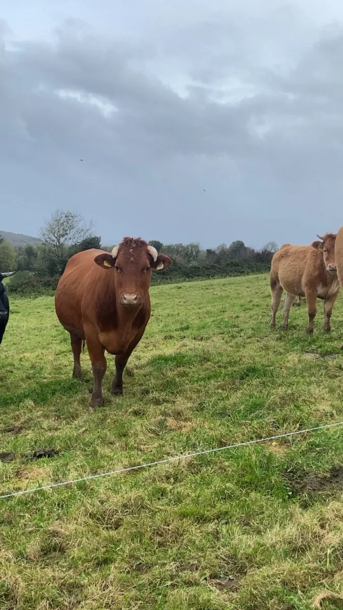 3 incalf limosuin heifers Ennis mar 7th October - Image 2