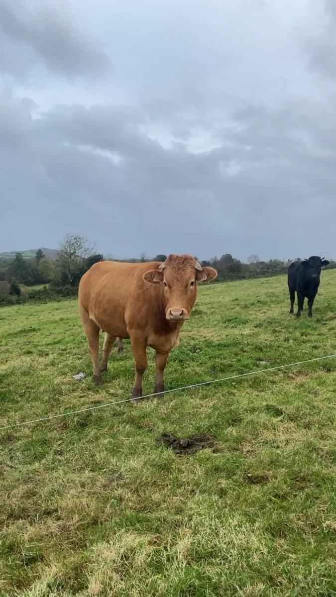 3 incalf limosuin heifers Ennis mar 7th October - Image 1