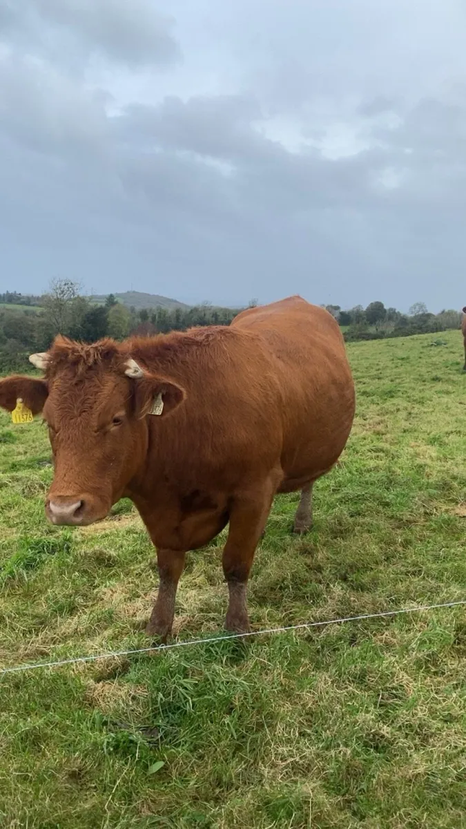 3 incalf limosuin heifers Ennis mar 7th October - Image 3