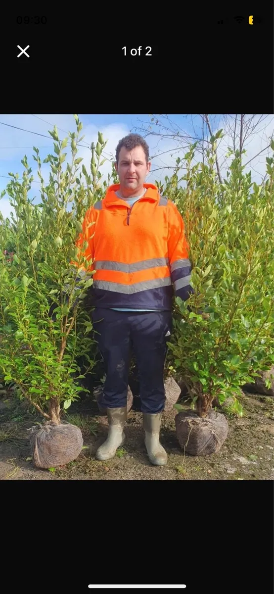 4-5ft Griselina Hedging - Image 1