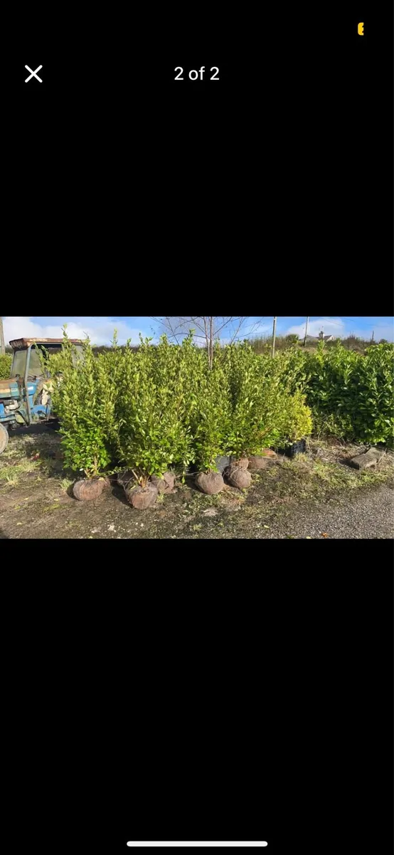 4-5ft Griselina Hedging - Image 2