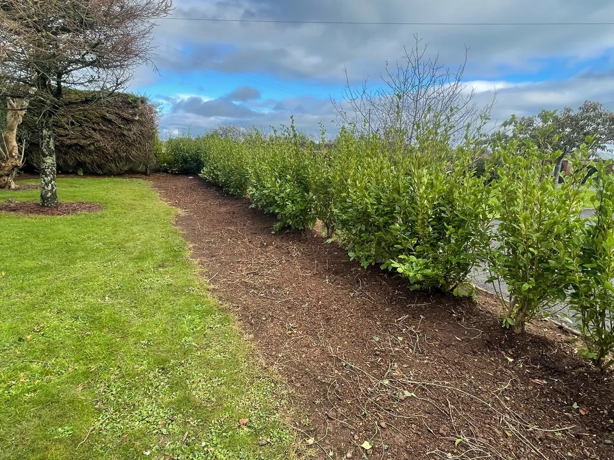 4-5ft Griselina Hedging - Image 3