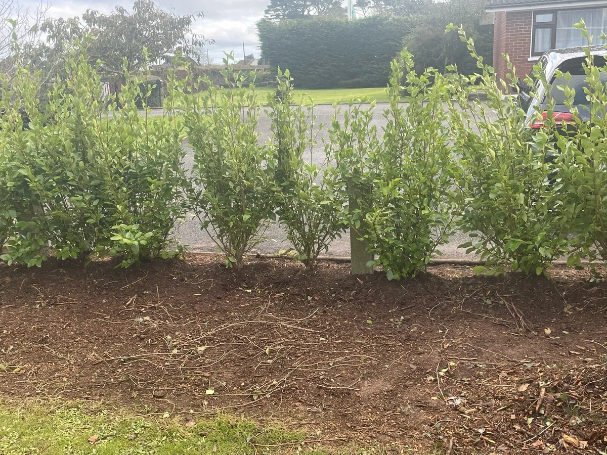 4-5ft Griselina Hedging - Image 4