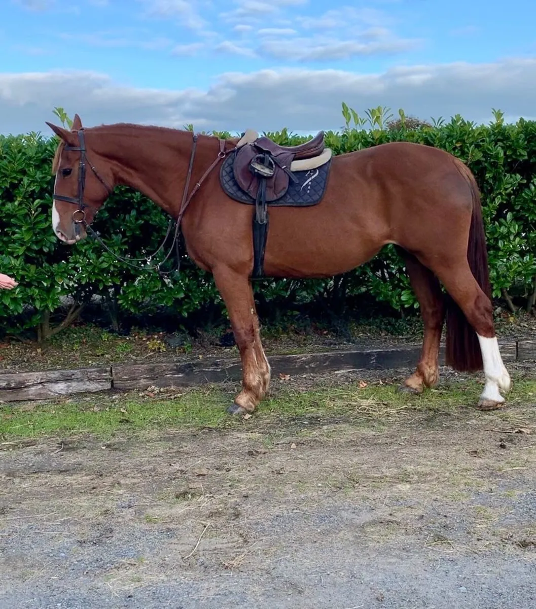 8 year old Chestnut Mare For Sale - Image 1