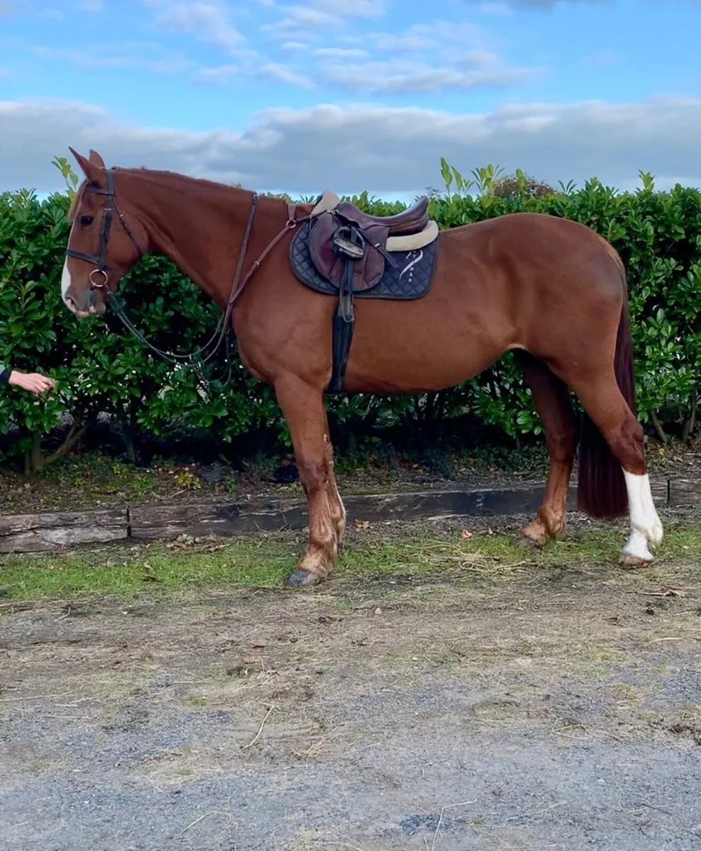 8 year old Chestnut Mare For Sale - Image 2