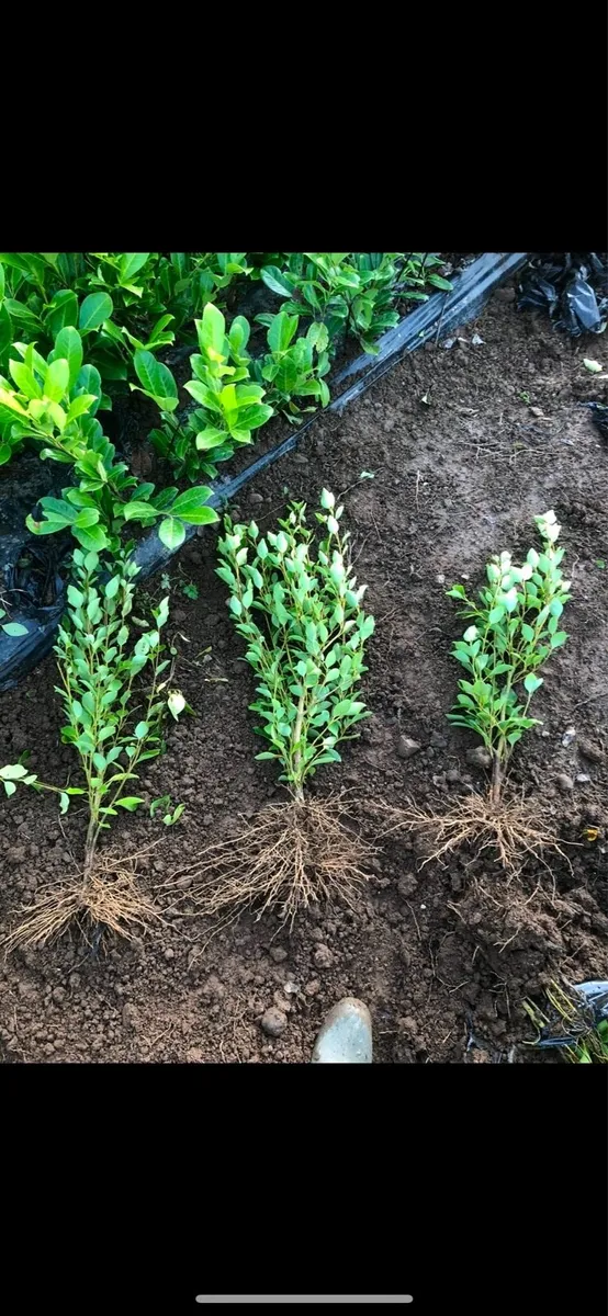 Bareroot Griselina Hedging - Image 1