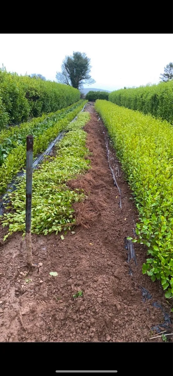 Bareroot Griselina Hedging - Image 4