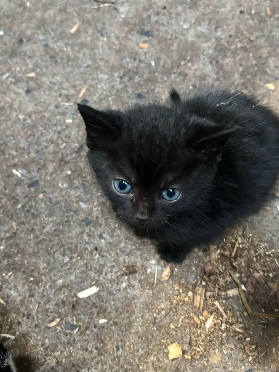 Kittens - Image 1
