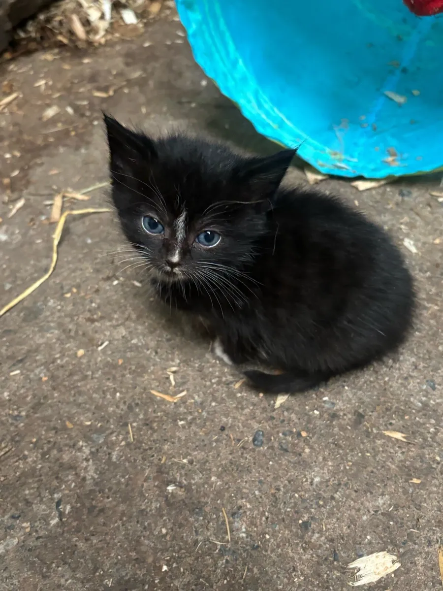 Kittens - Image 2