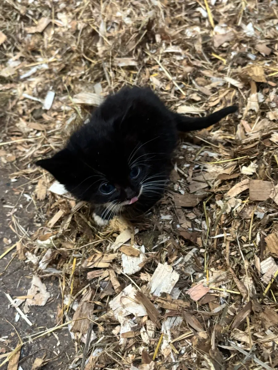 Kittens - Image 3