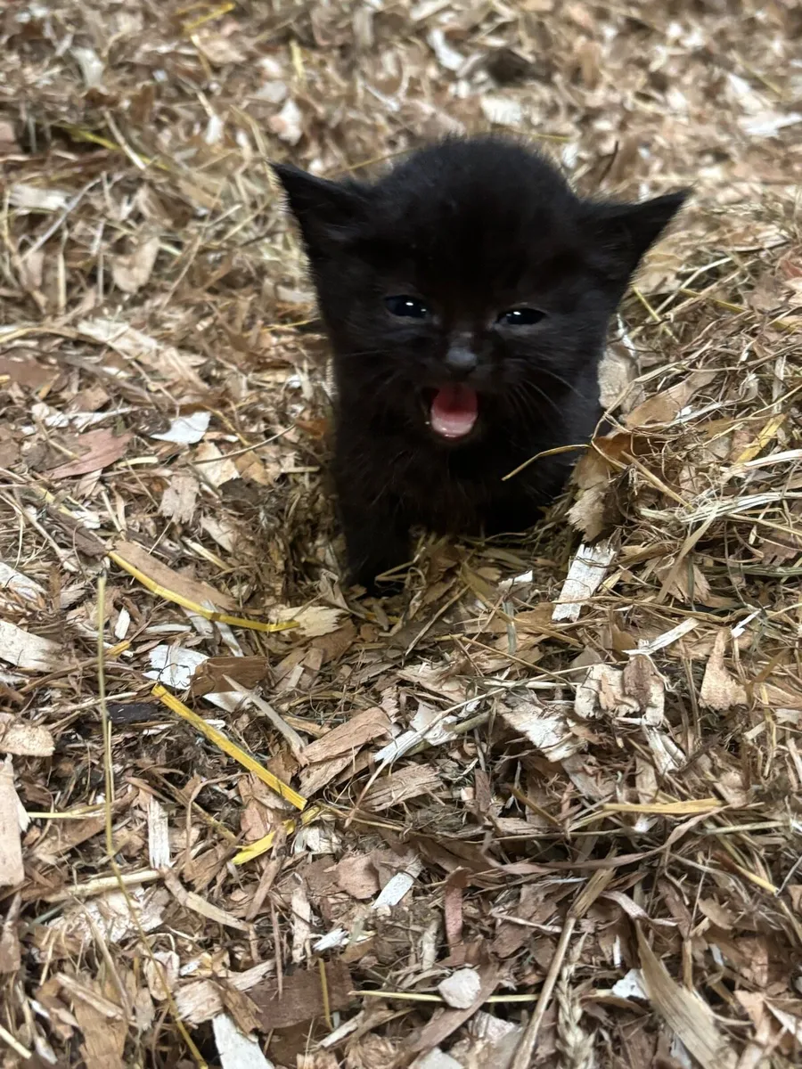 Kittens - Image 4