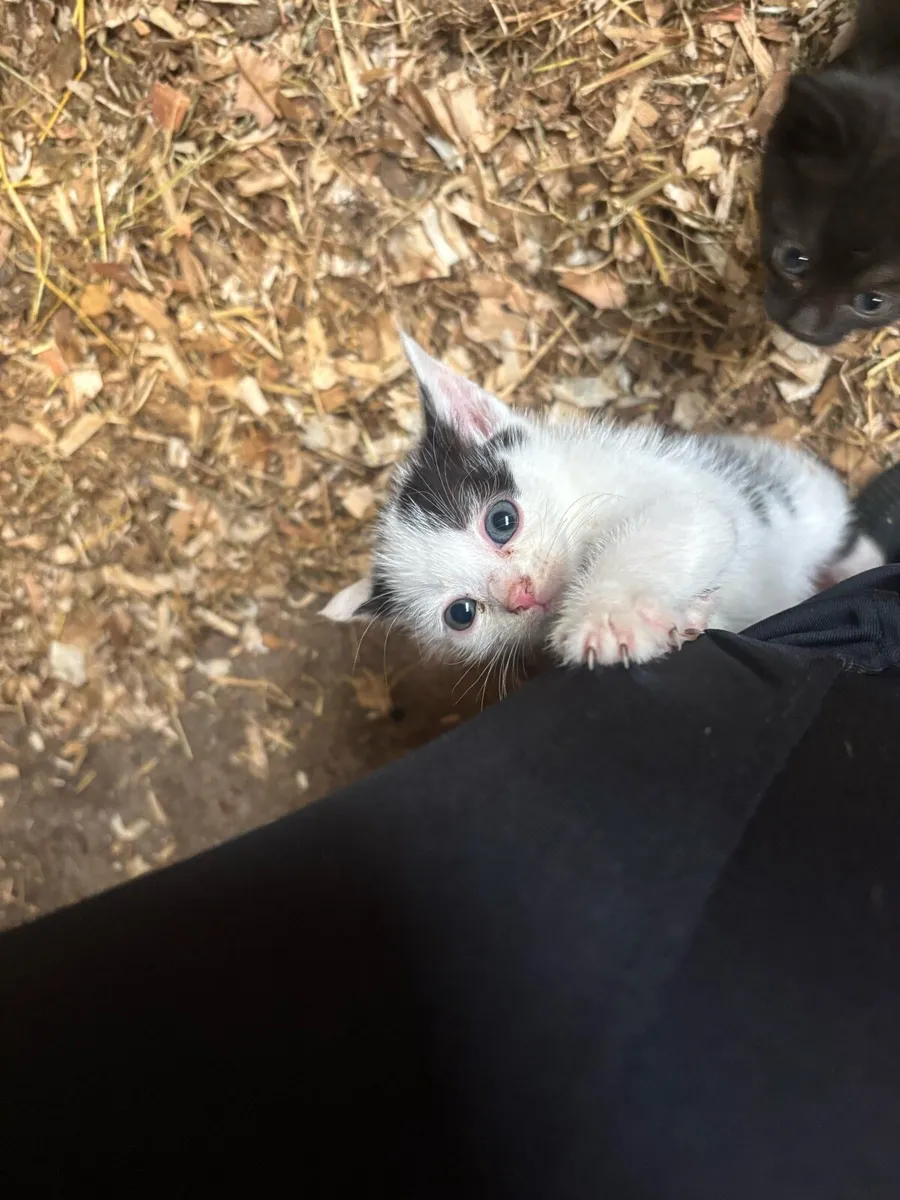 Kittens (just 2 males remaining) - Image 2