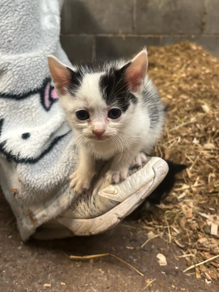Kittens (just 2 males remaining) - Image 3