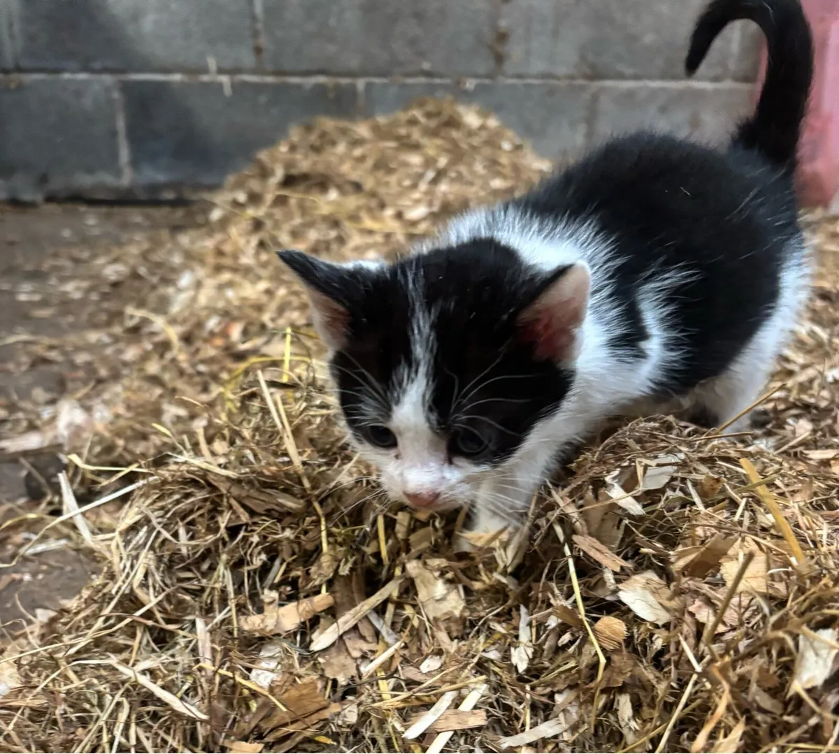 Kittens (just 2 males remaining) - Image 1