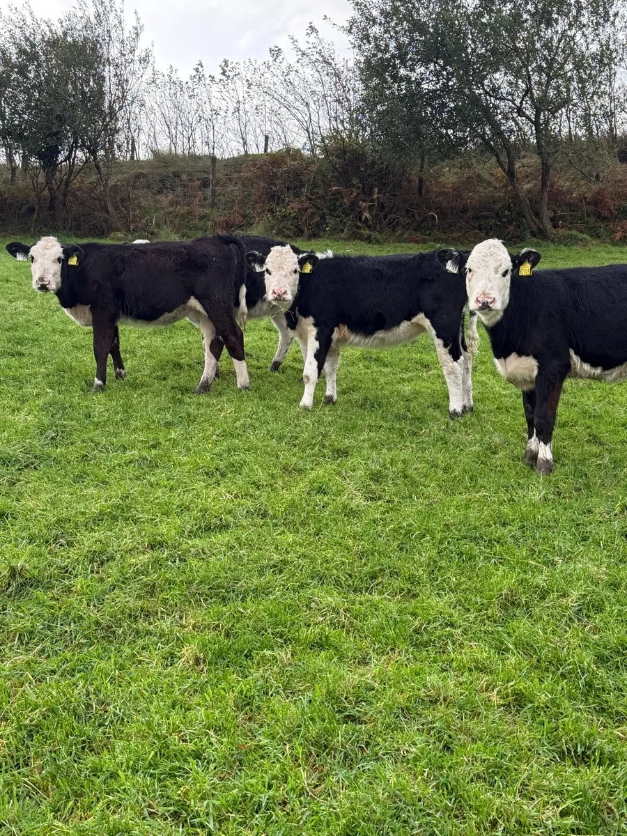HE heifers - Image 1