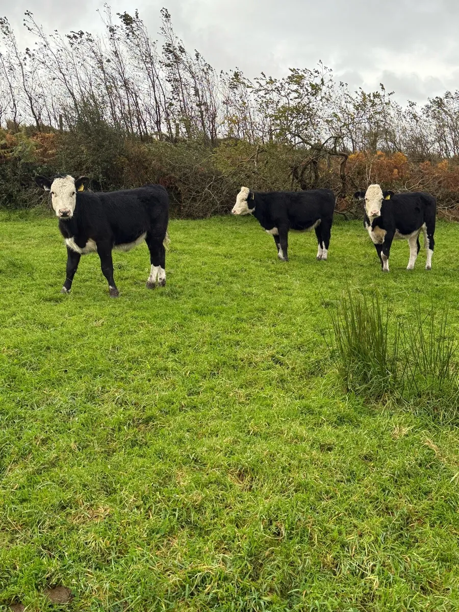 HE heifers - Image 2