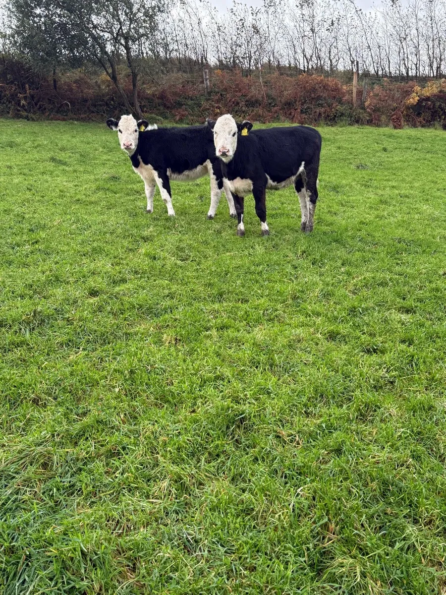 HE heifers - Image 3