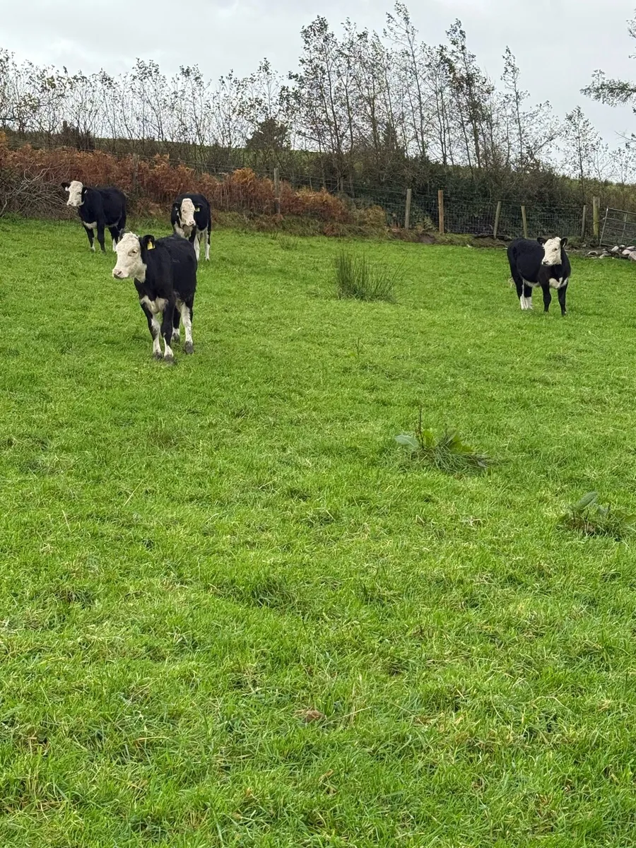 HE heifers - Image 4