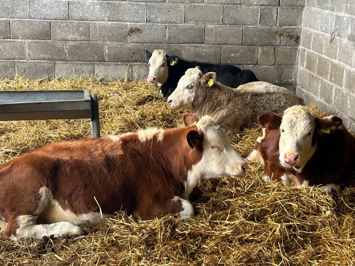 Beef cattle - Image 1