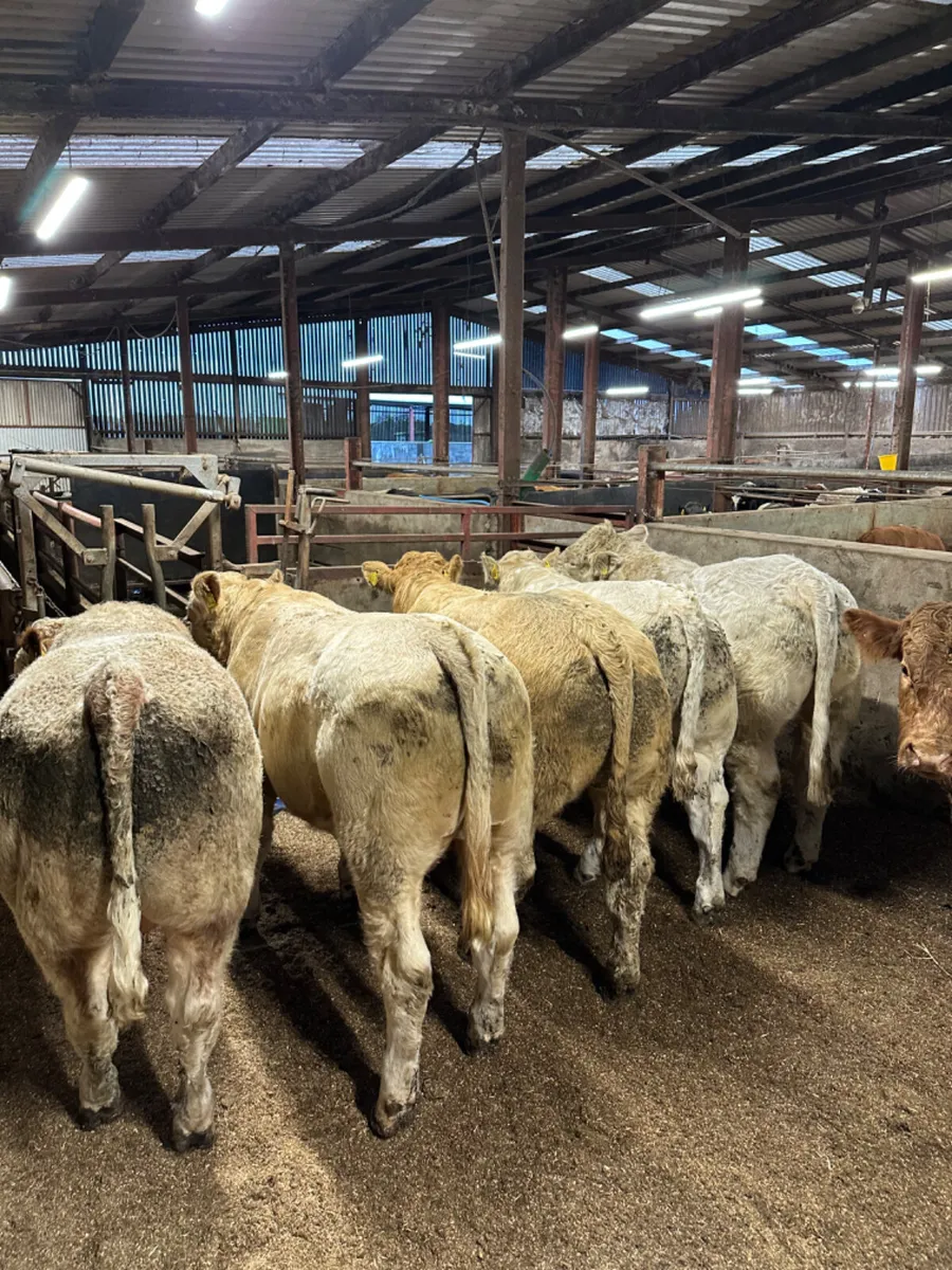 Charolais and lim bulls - Image 1