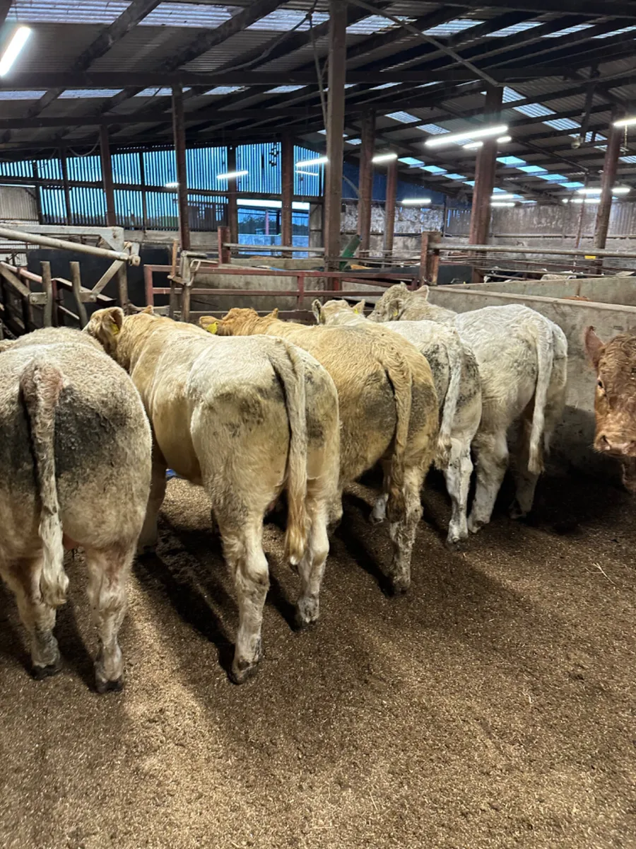 Charolais and lim bulls - Image 2