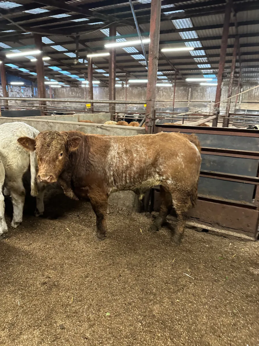 Charolais and lim bulls - Image 3