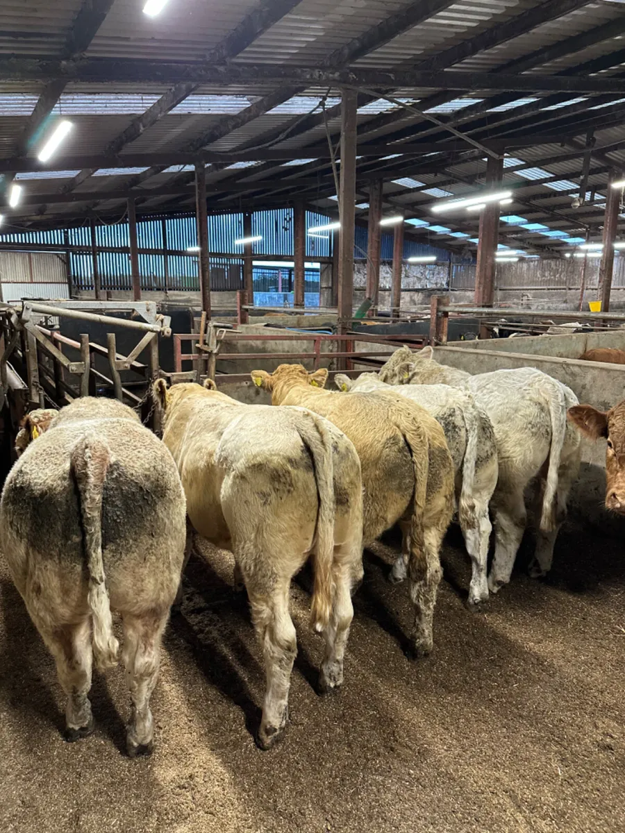 Charolais and lim bulls - Image 4