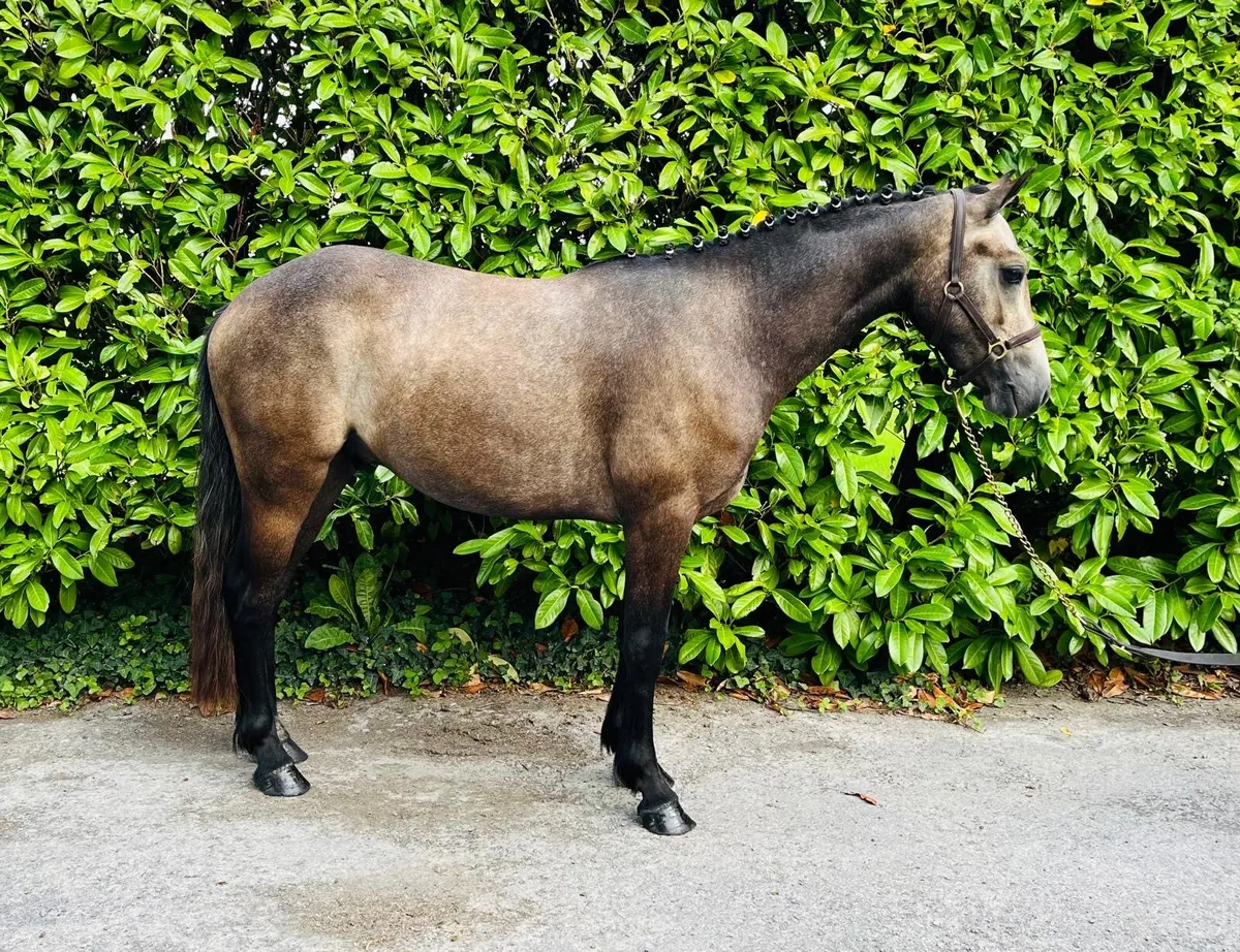 •128cm Connemara Gelding • - Image 1