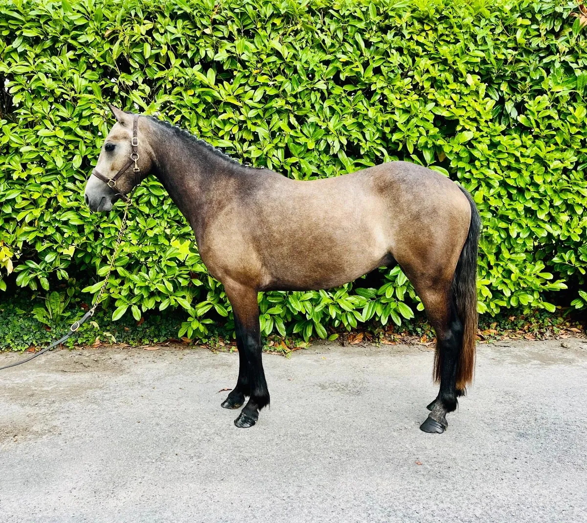 •128cm Connemara Gelding • - Image 2