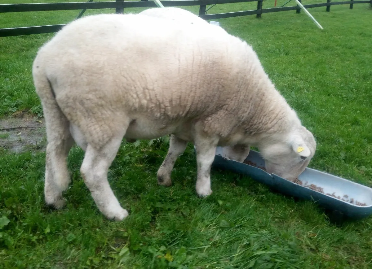 Easycare hogget ram - Image 2