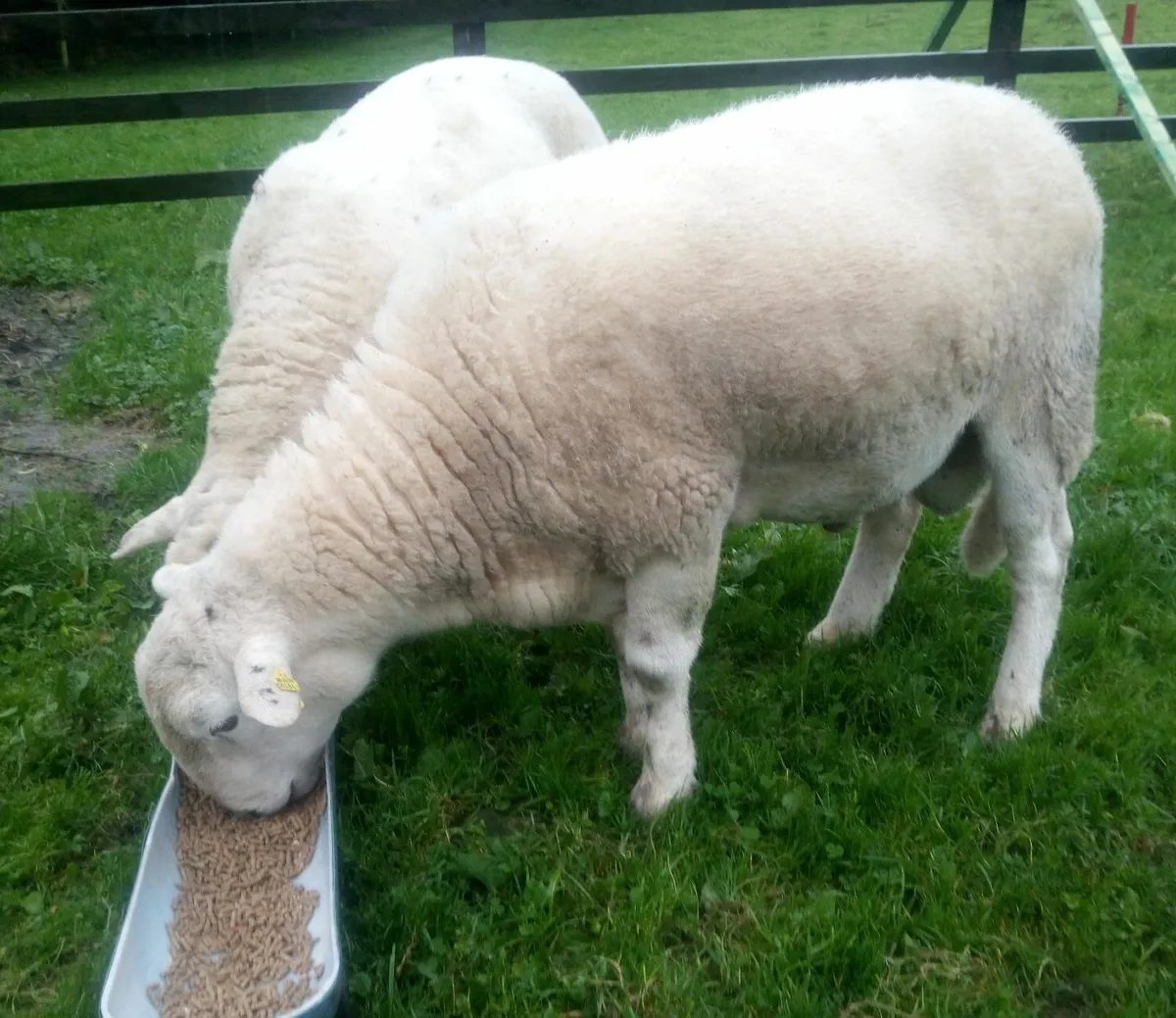 Easycare hogget ram - Image 3