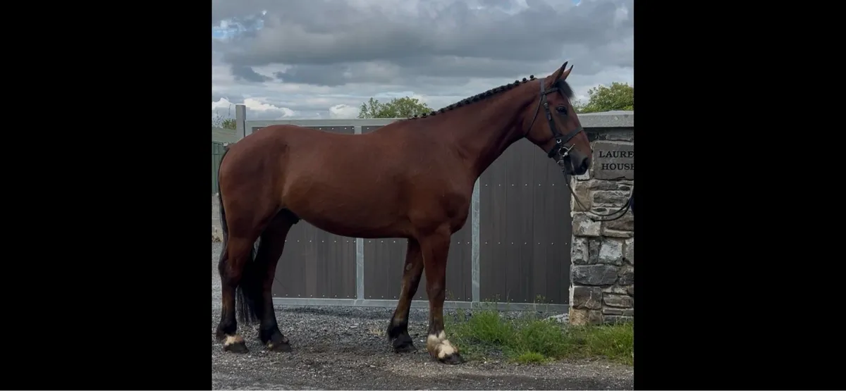 16.2 5 year old gelding - Image 2