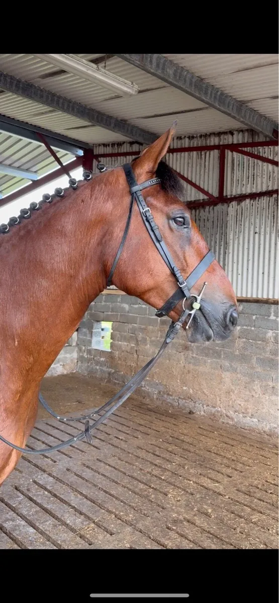 16.2 5 year old gelding - Image 1