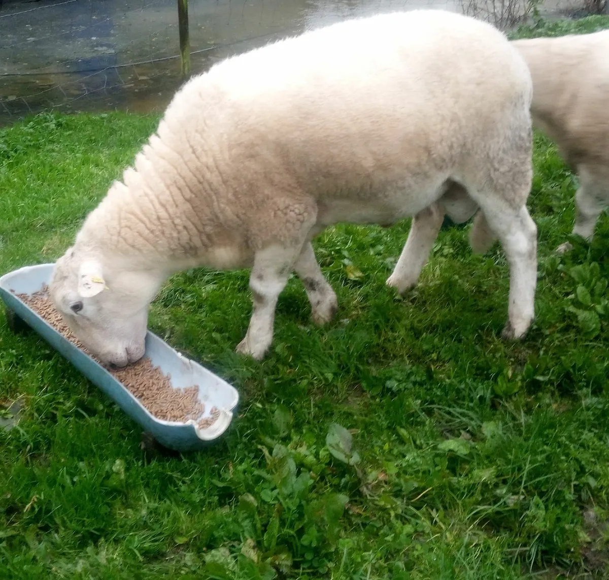 Easycare hogget ram - Image 4