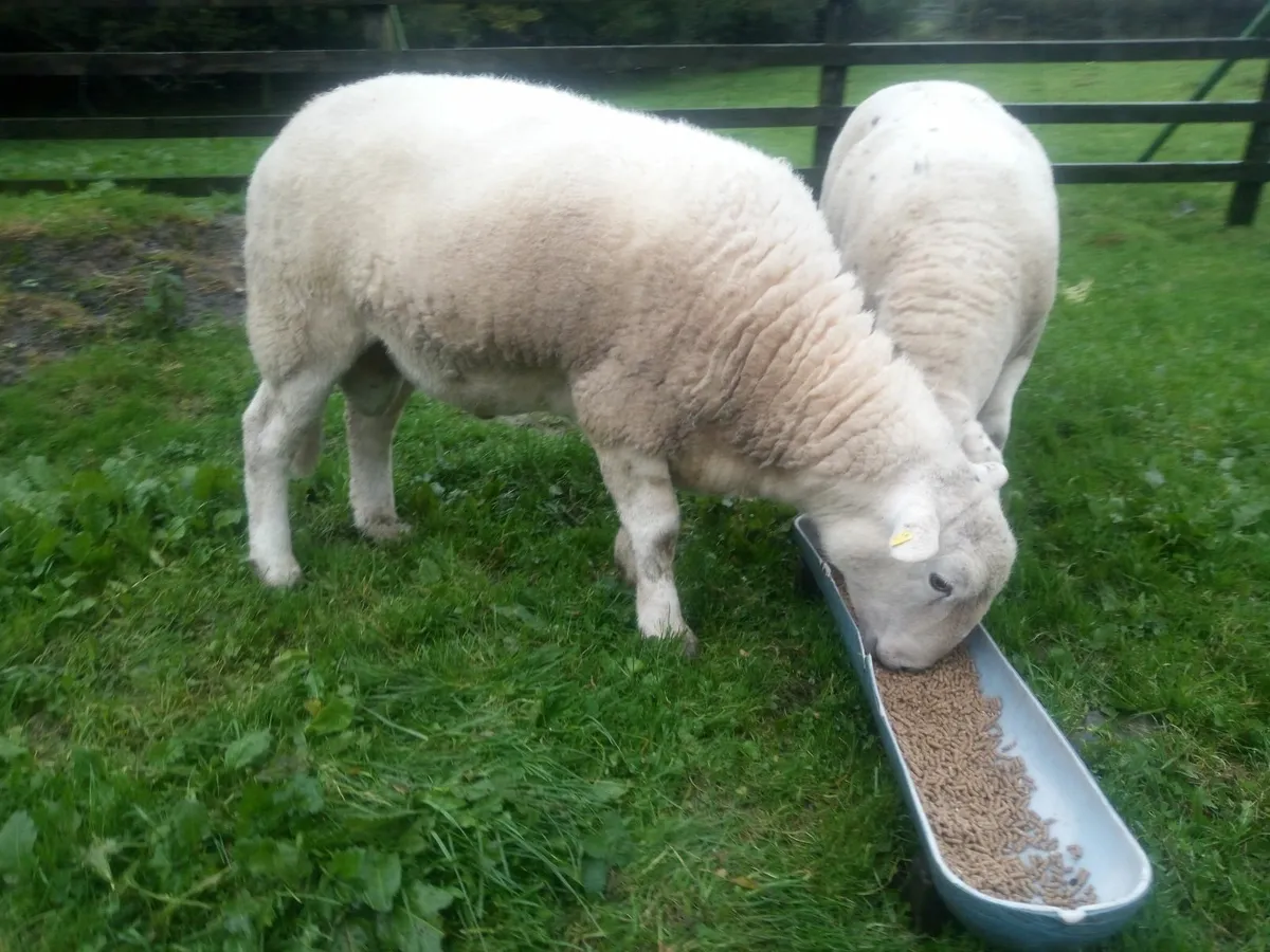Easycare hogget ram - Image 1