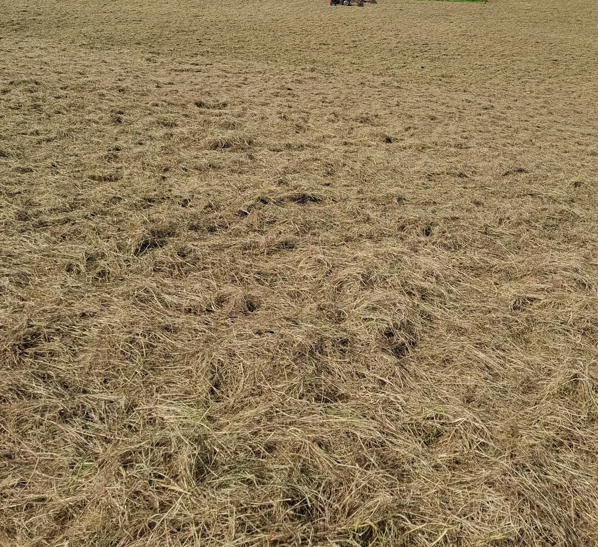 Square Bales of Hay - Image 3